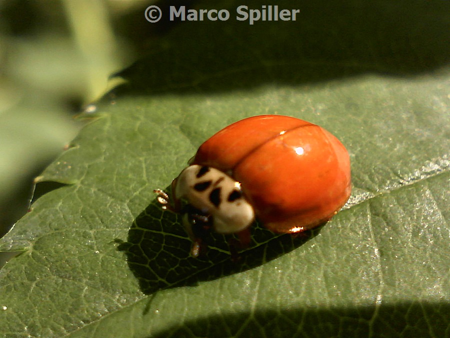 Adalia o Harmonia ? questo  il problema - Harmonia axyridis